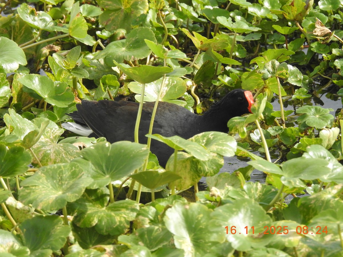 slípka americká - ML645363309