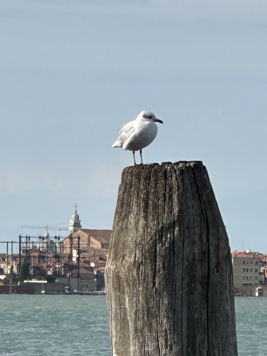 Mediterranean Gull - ML645363311