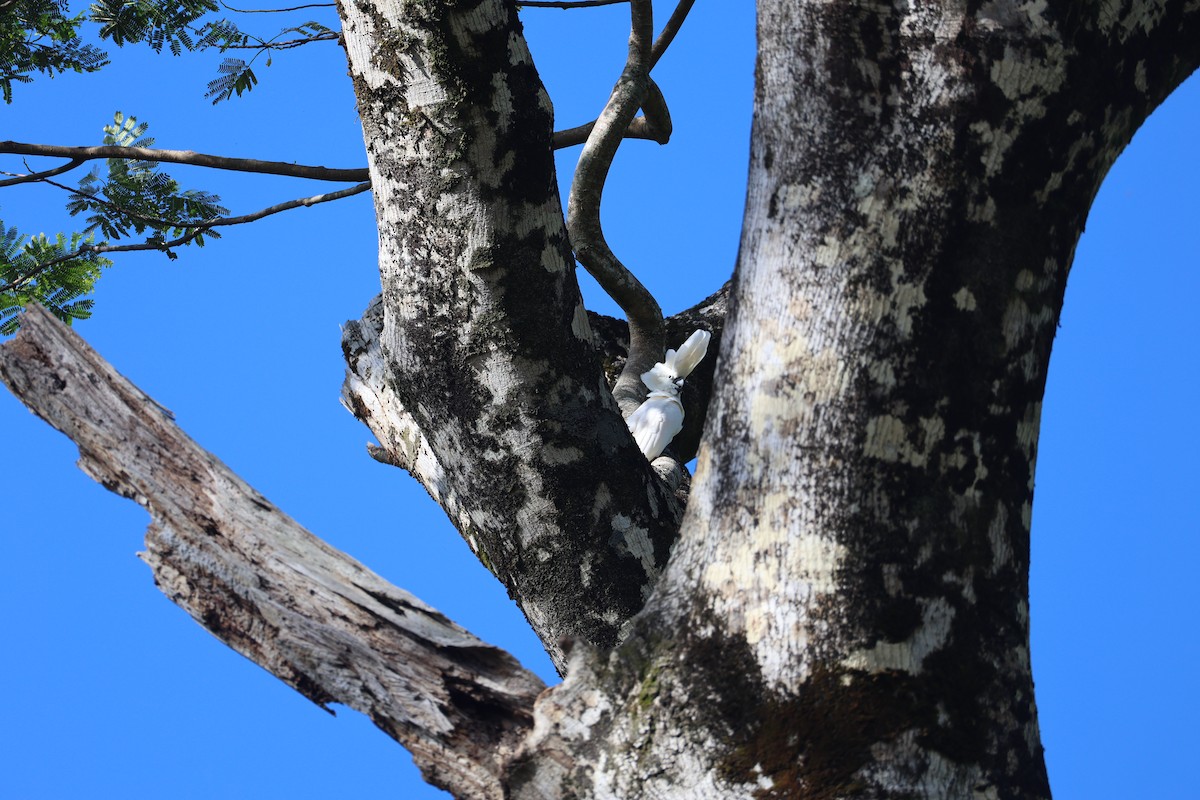 Cacatoès à huppe rouge - ML645363312
