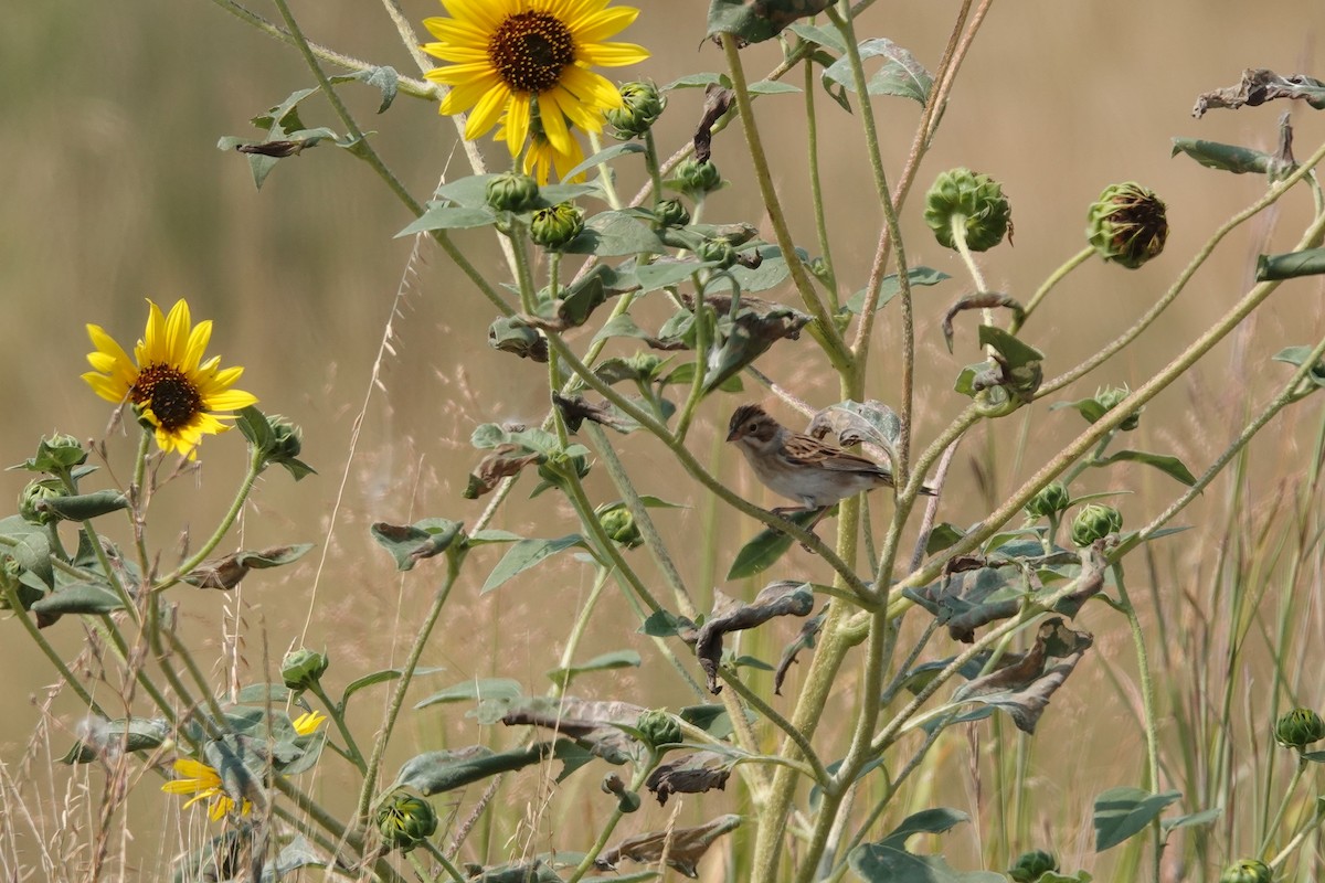 Clay-colored Sparrow - ML645363313