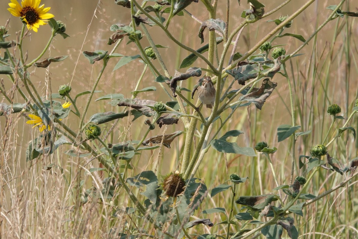 Clay-colored Sparrow - ML645363314