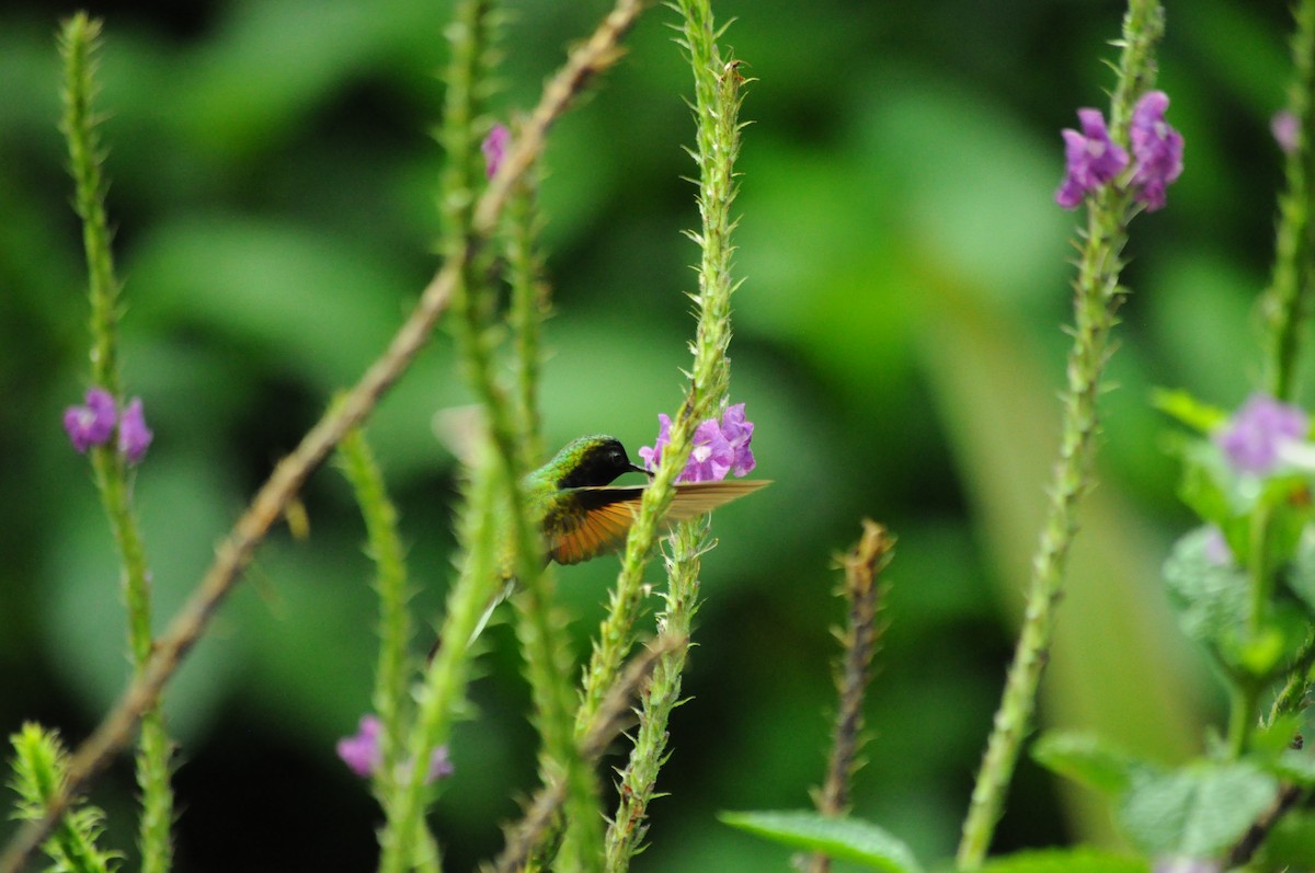 Black-bellied Hummingbird - ML645363318