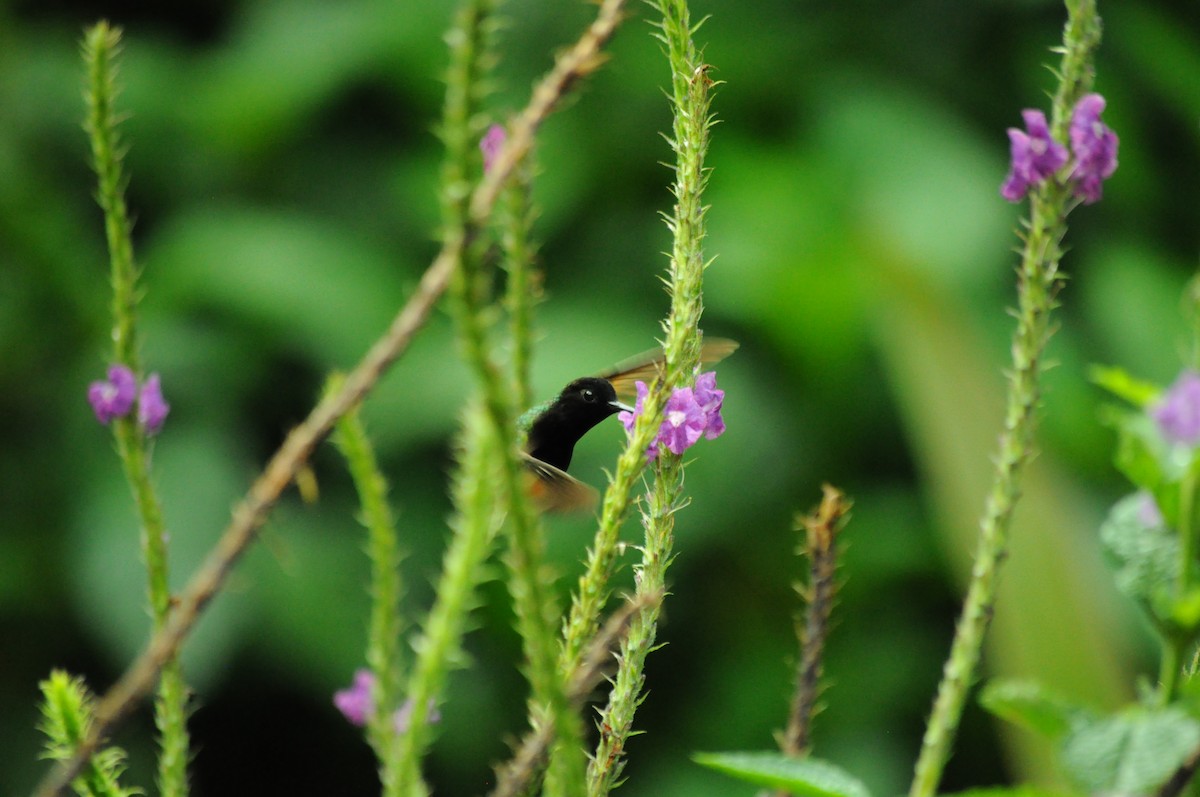 Black-bellied Hummingbird - ML645363319