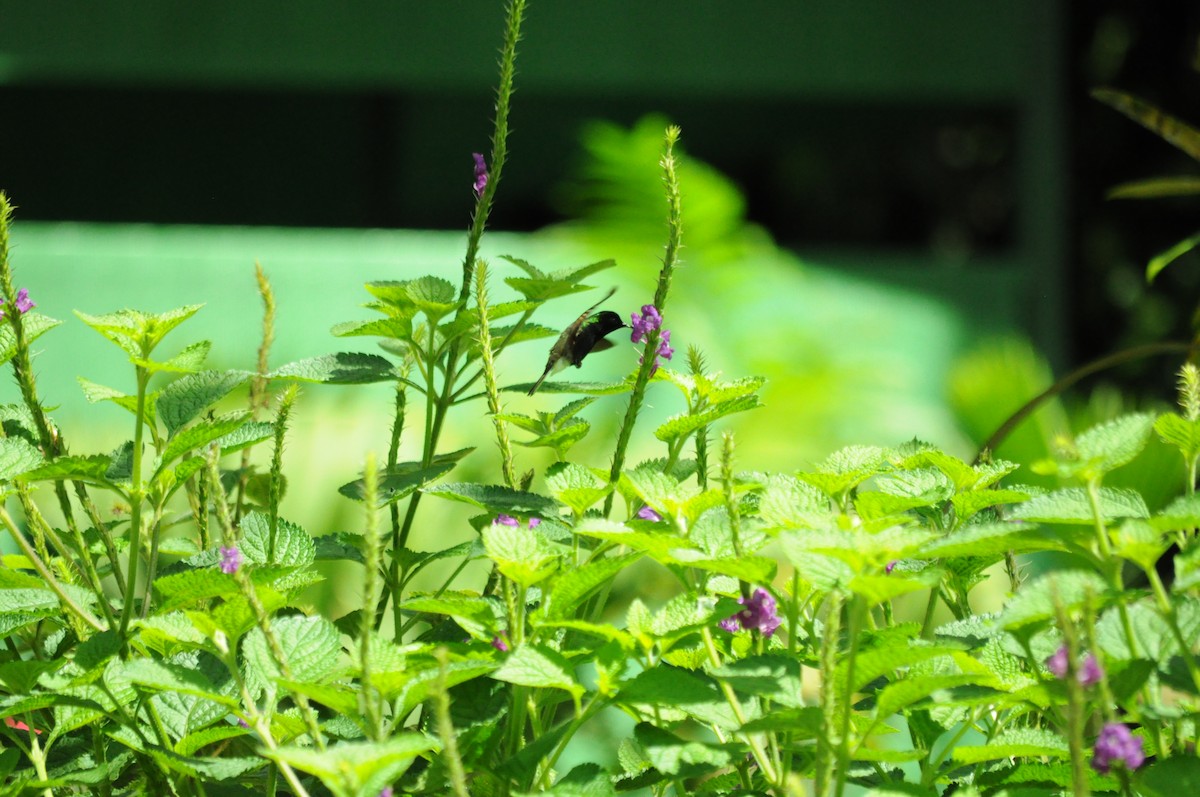 Black-bellied Hummingbird - ML645363320