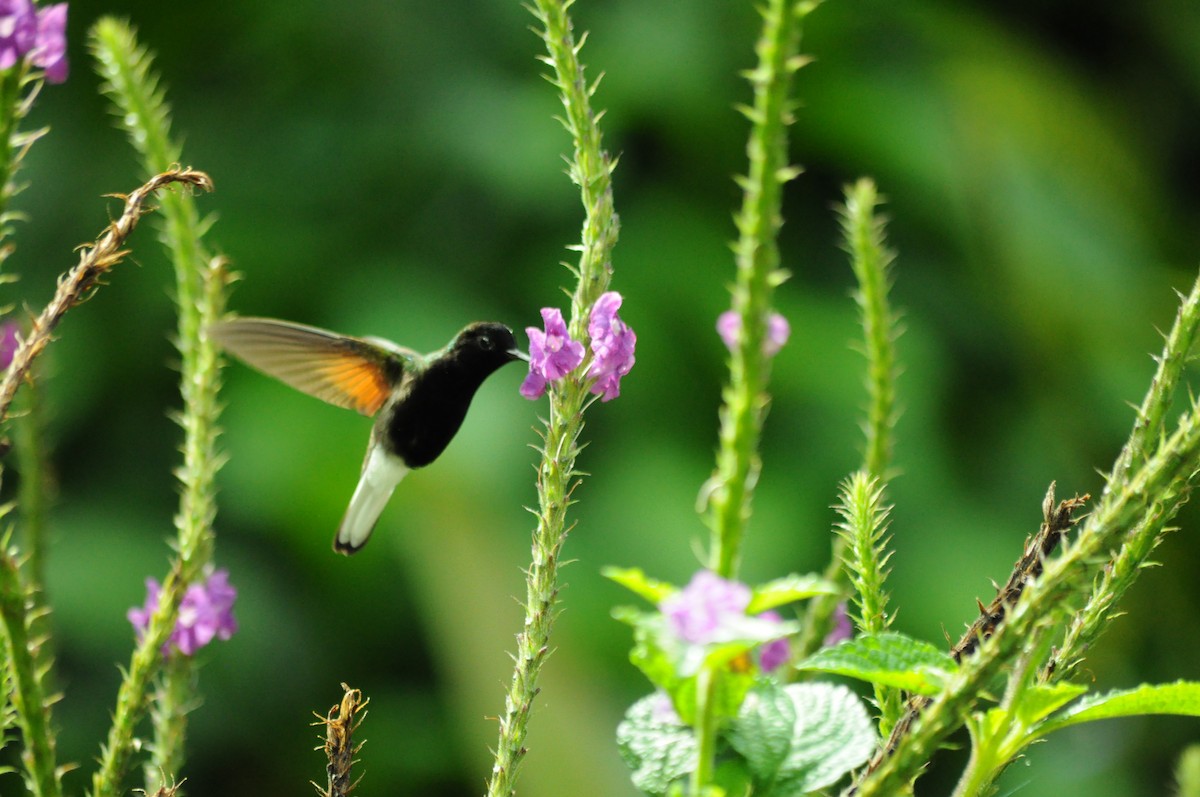Black-bellied Hummingbird - ML645363321