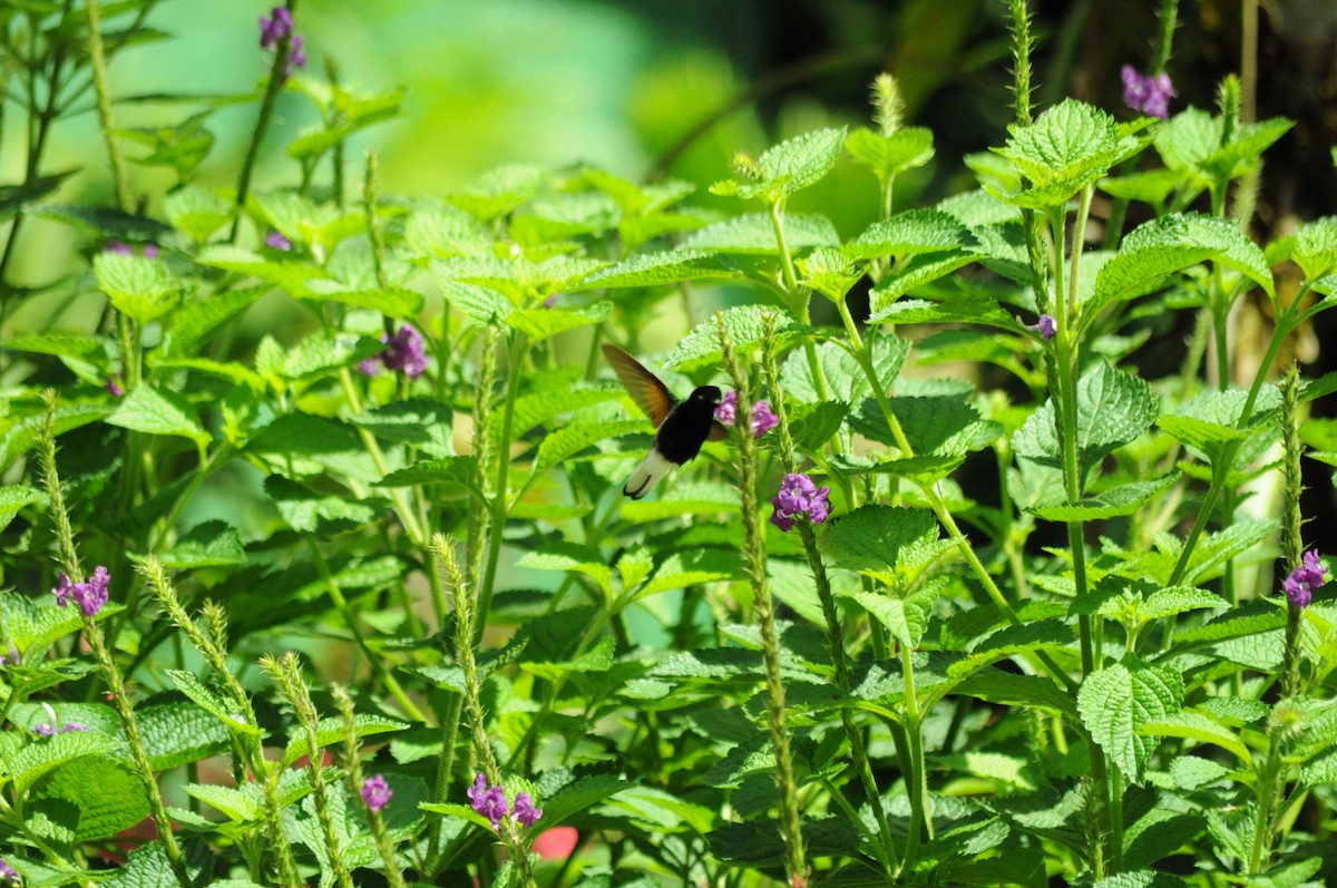Black-bellied Hummingbird - ML645363322