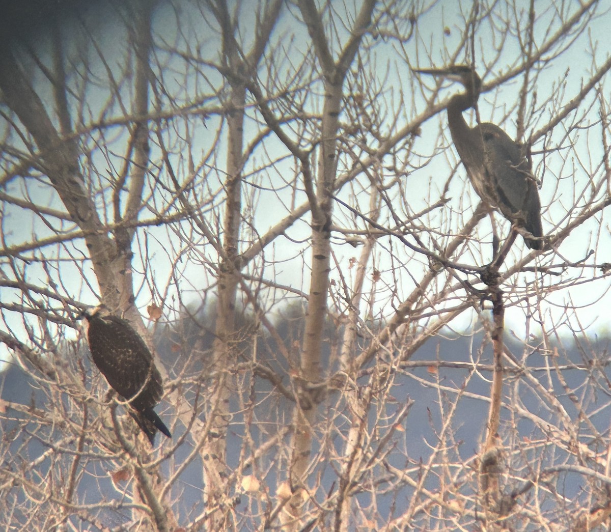 Osprey - ML645363325