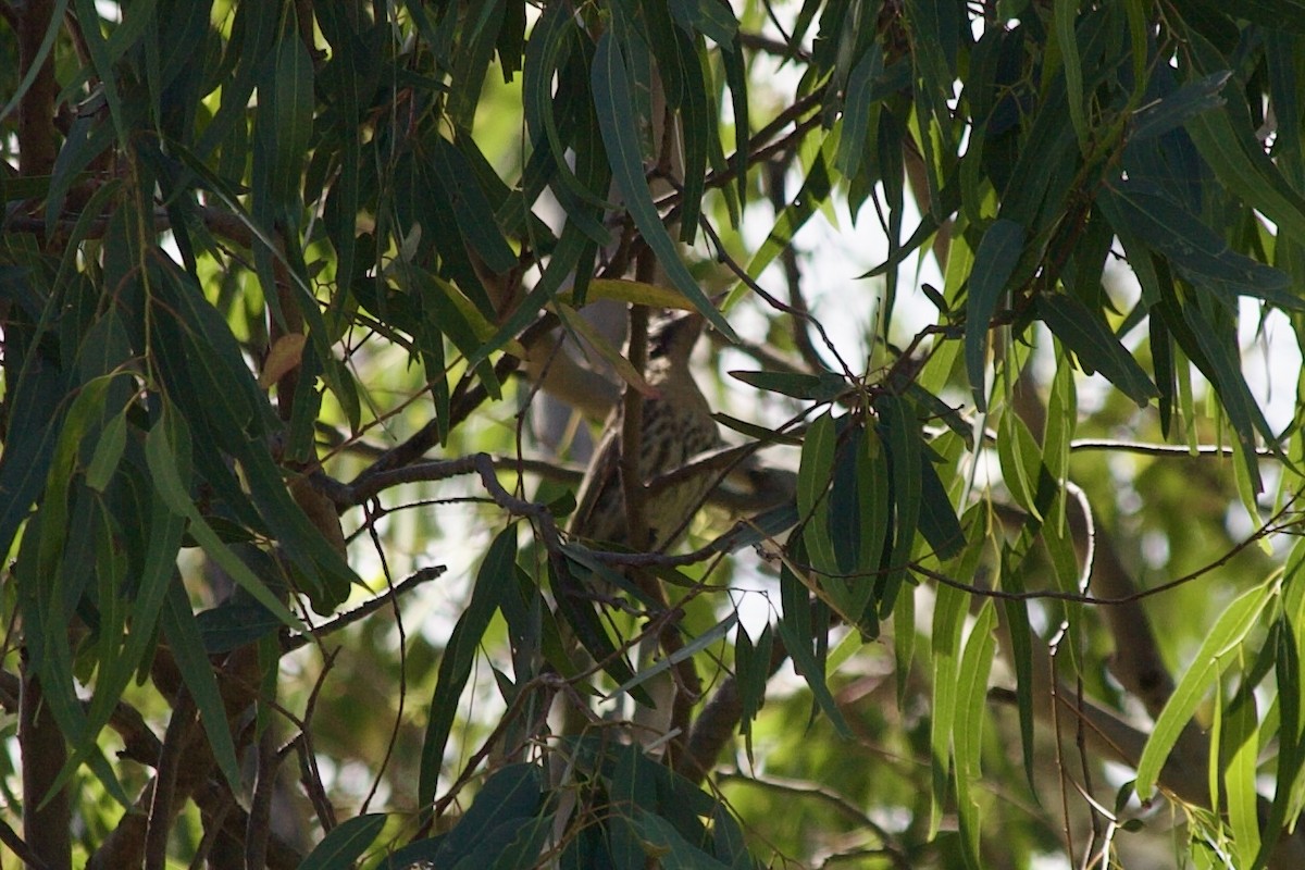 Diken Yanaklı Balkuşu - ML645363327