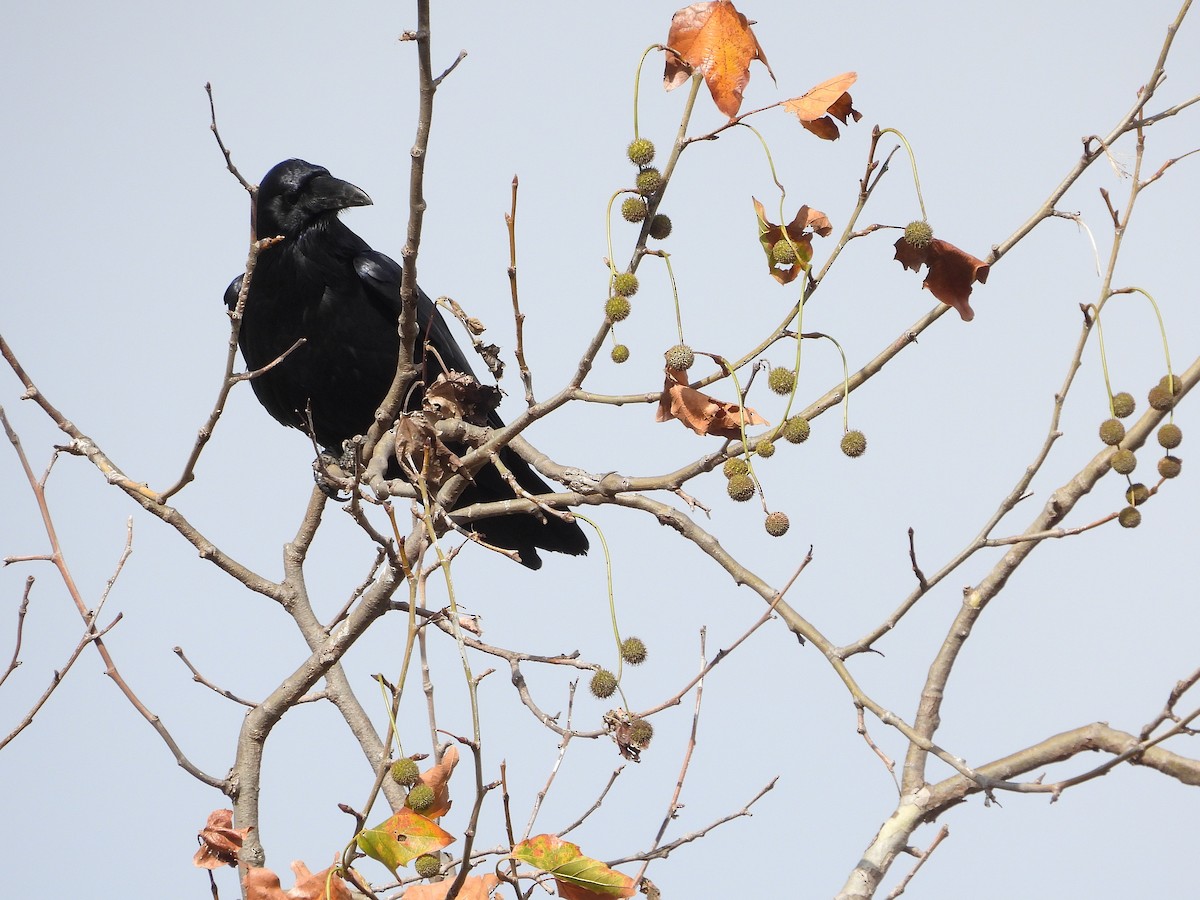 Erroi handia - ML645363328