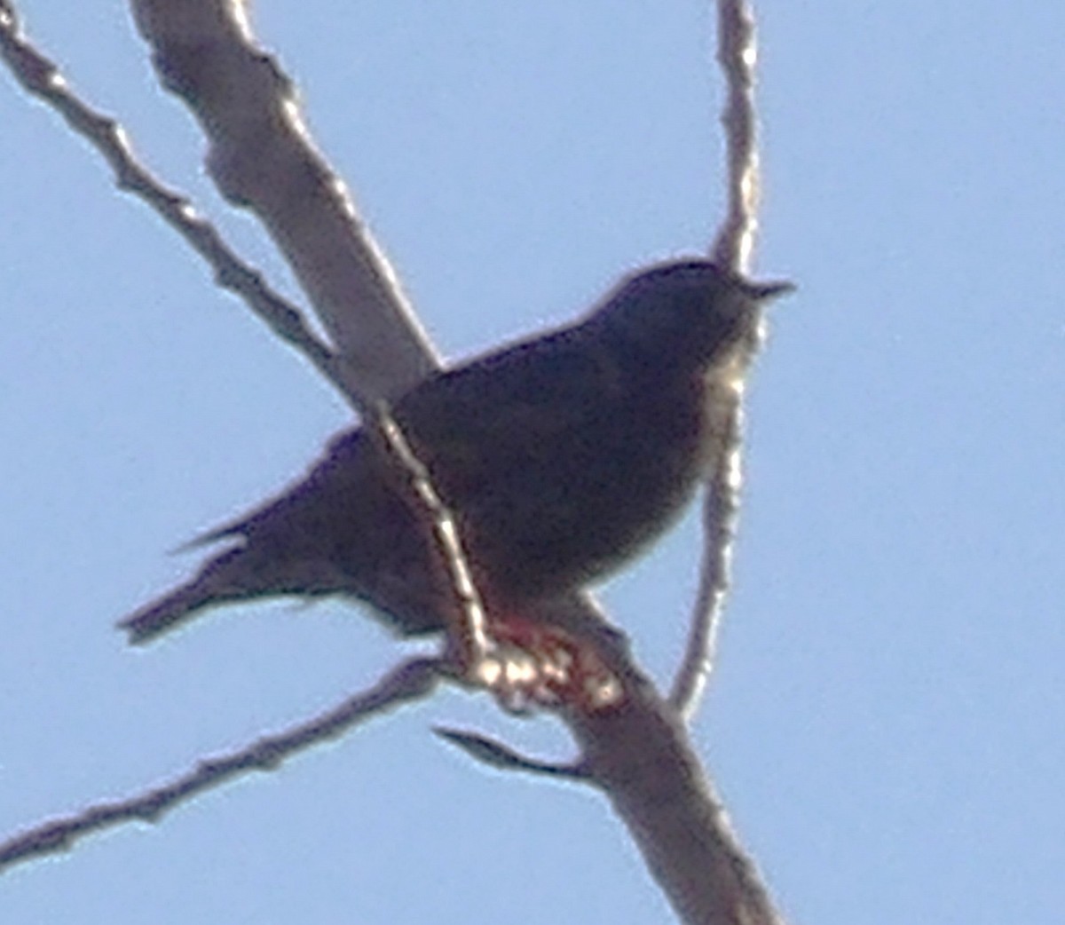 Шпак звичайний - ML645363332