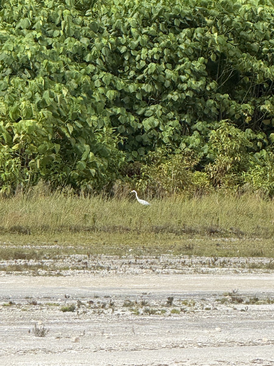 volavka dobytčí - ML645363334