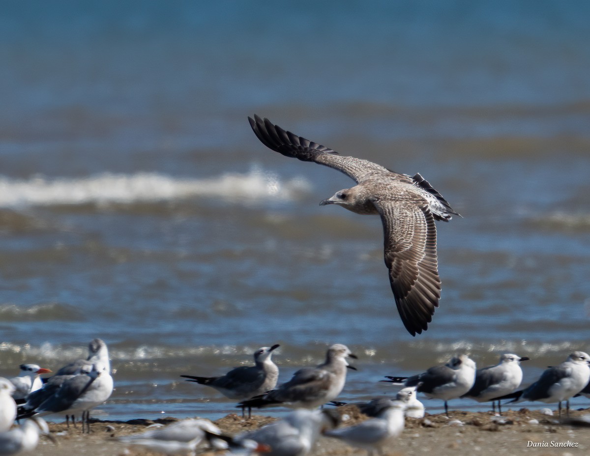 Lesser Black-backed Gull - ML645363355