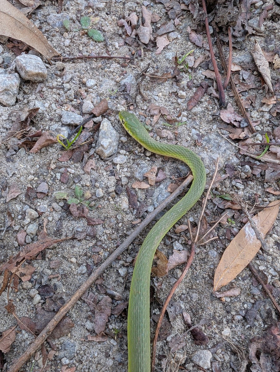 Northern Rough Greensnake - ML645363359