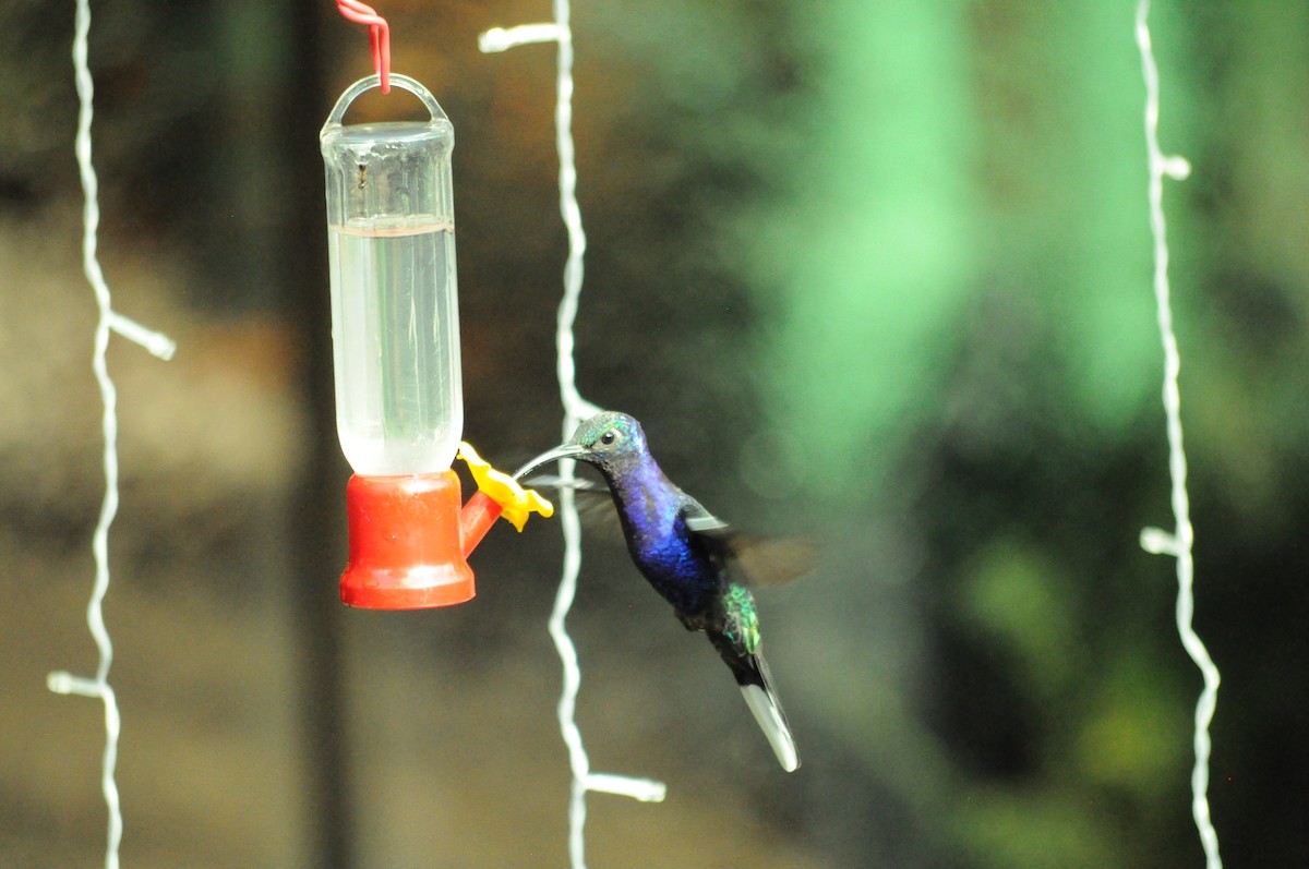 Violet Sabrewing - ML645363364