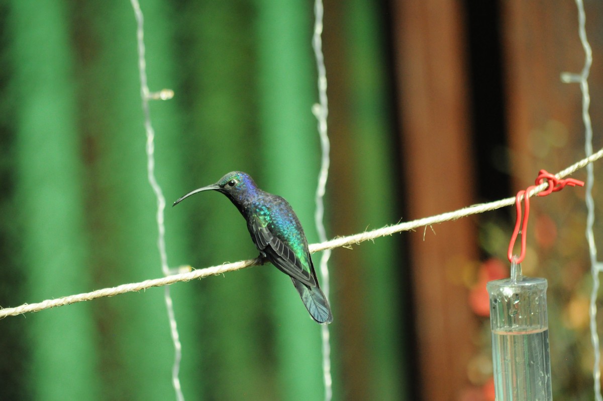 Violet Sabrewing - ML645363365