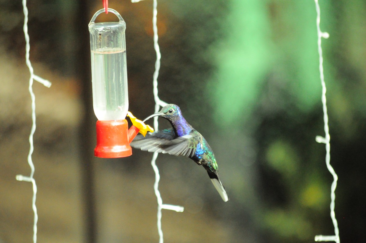 Violet Sabrewing - ML645363366