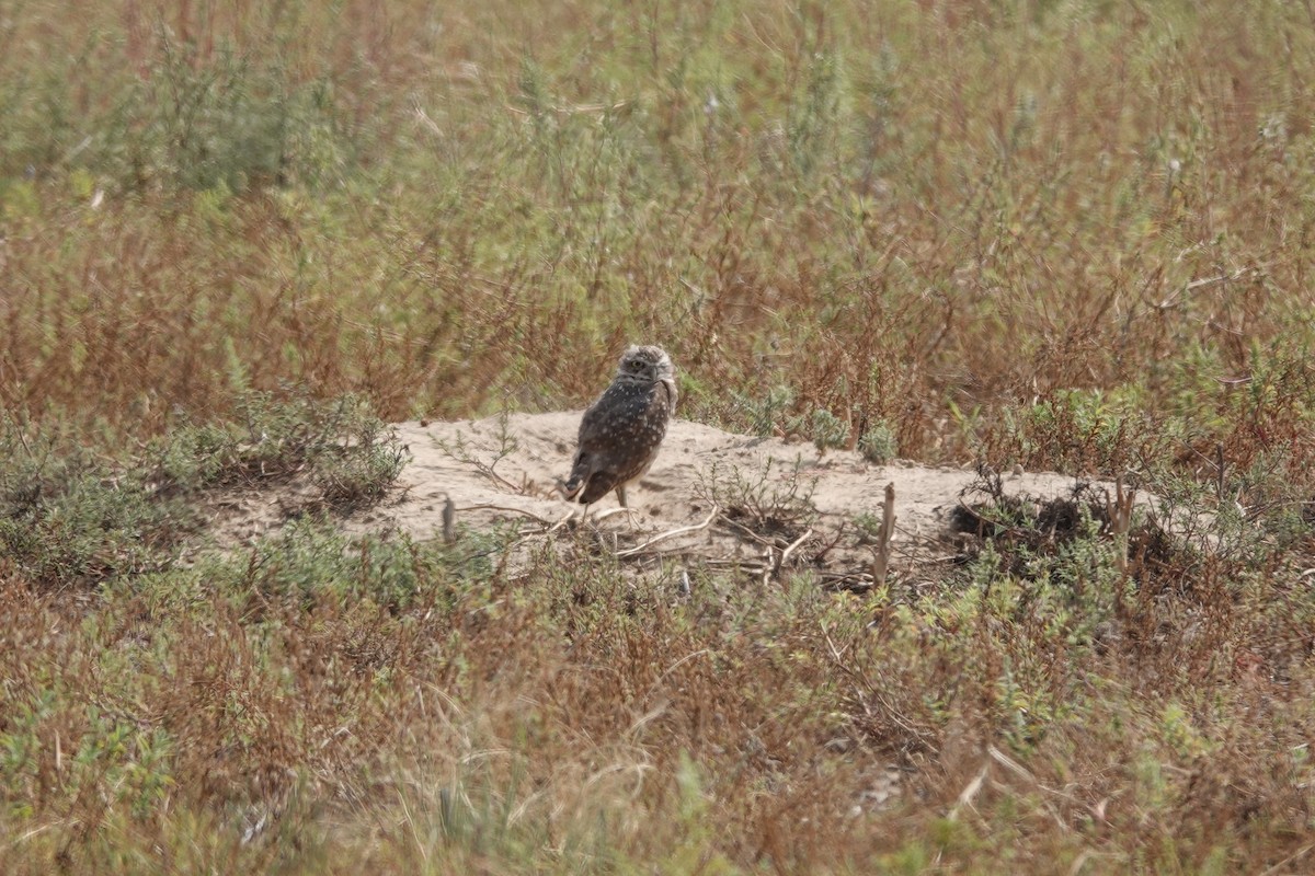 Burrowing Owl - ML645363370