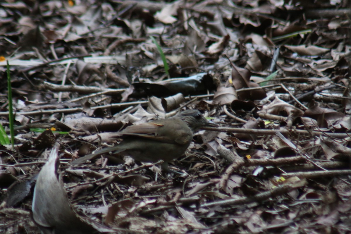 Pale-breasted Thrush - ML645363374