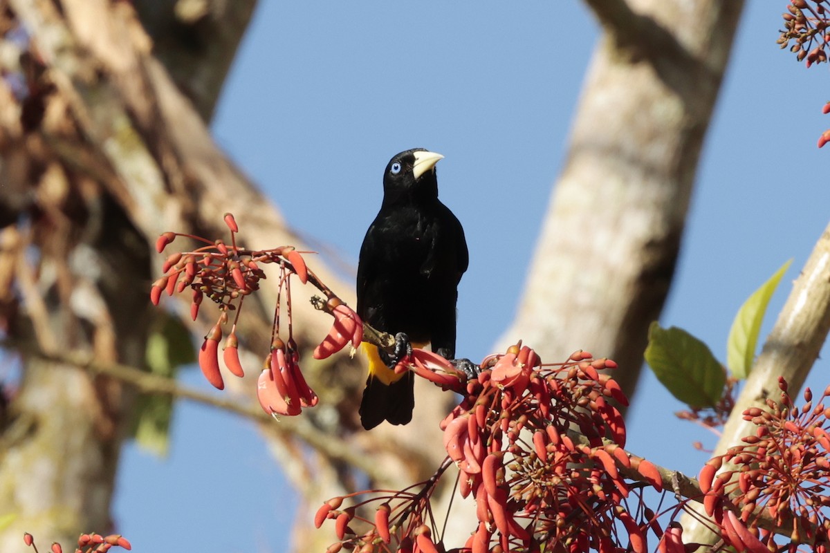 Yellow-rumped Cacique - ML645363377