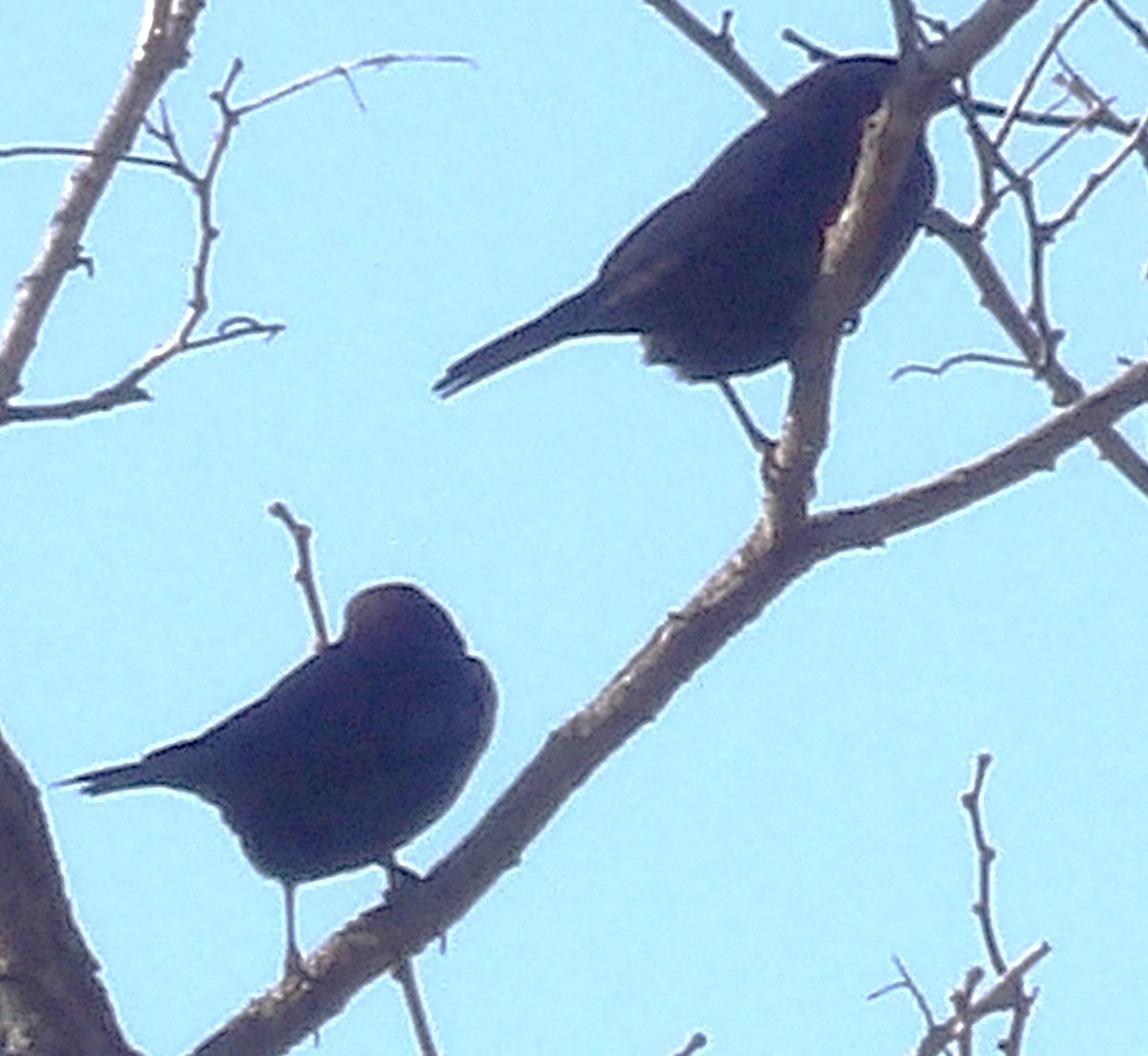 brunhodetrupial - ML645363381