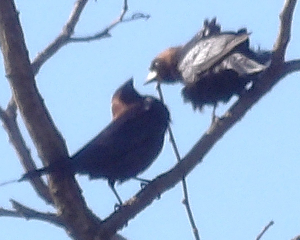 brunhodetrupial - ML645363382