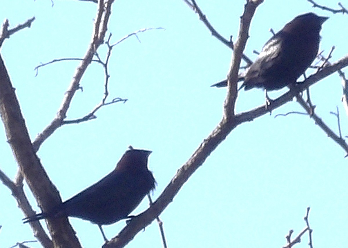 brunhodetrupial - ML645363383