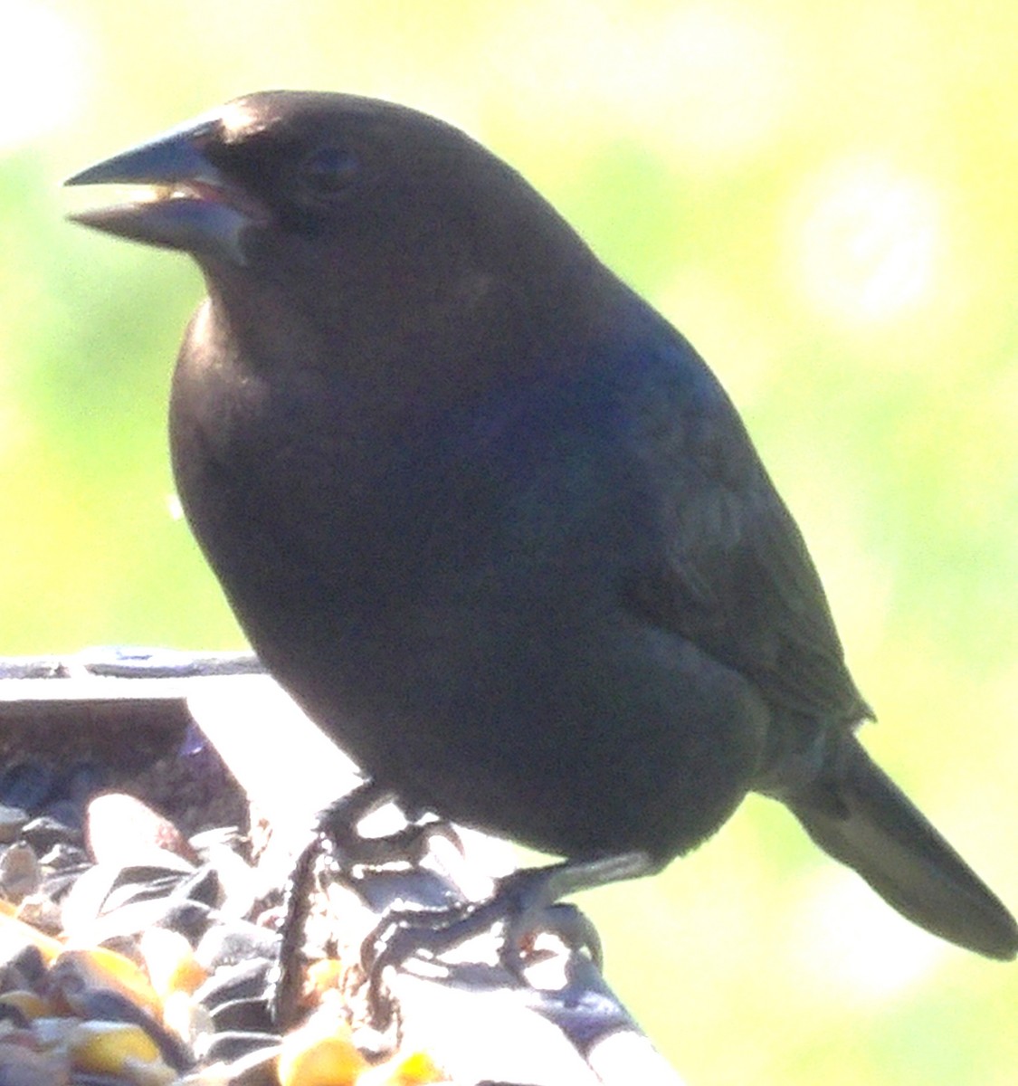 brunhodetrupial - ML645363384