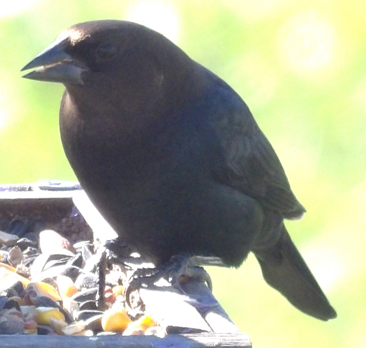 brunhodetrupial - ML645363385