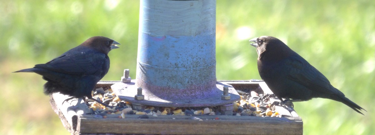 brunhodetrupial - ML645363386