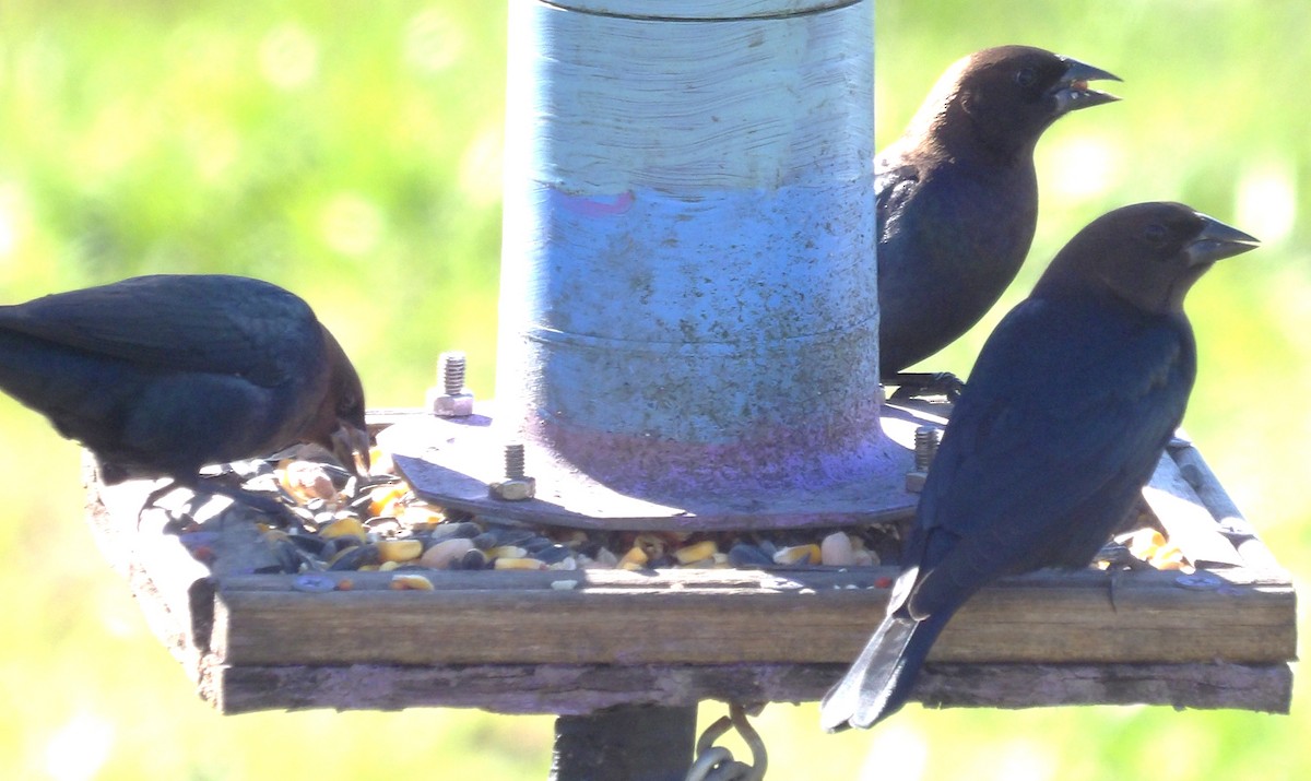 brunhodetrupial - ML645363387