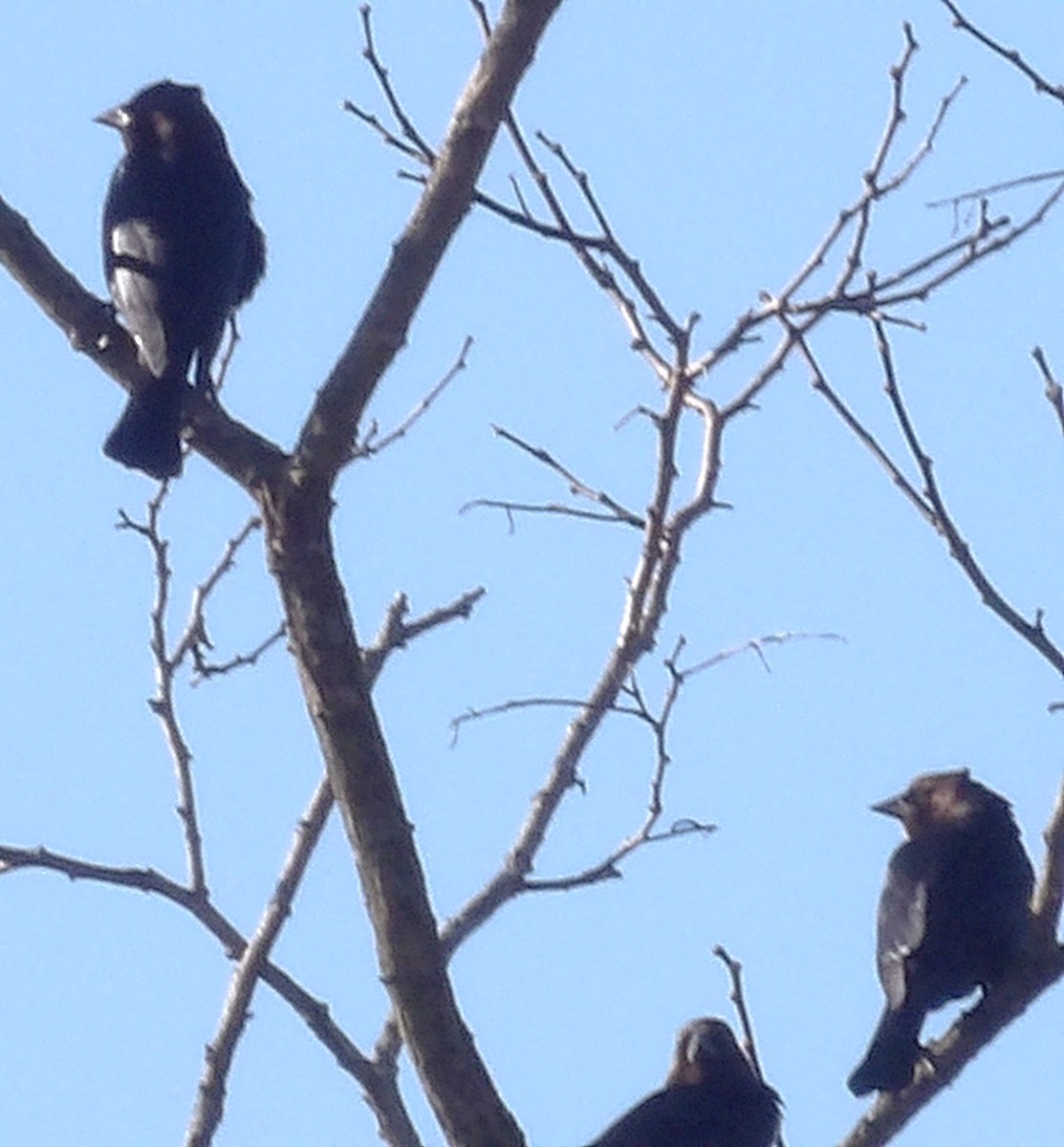 brunhodetrupial - ML645363388