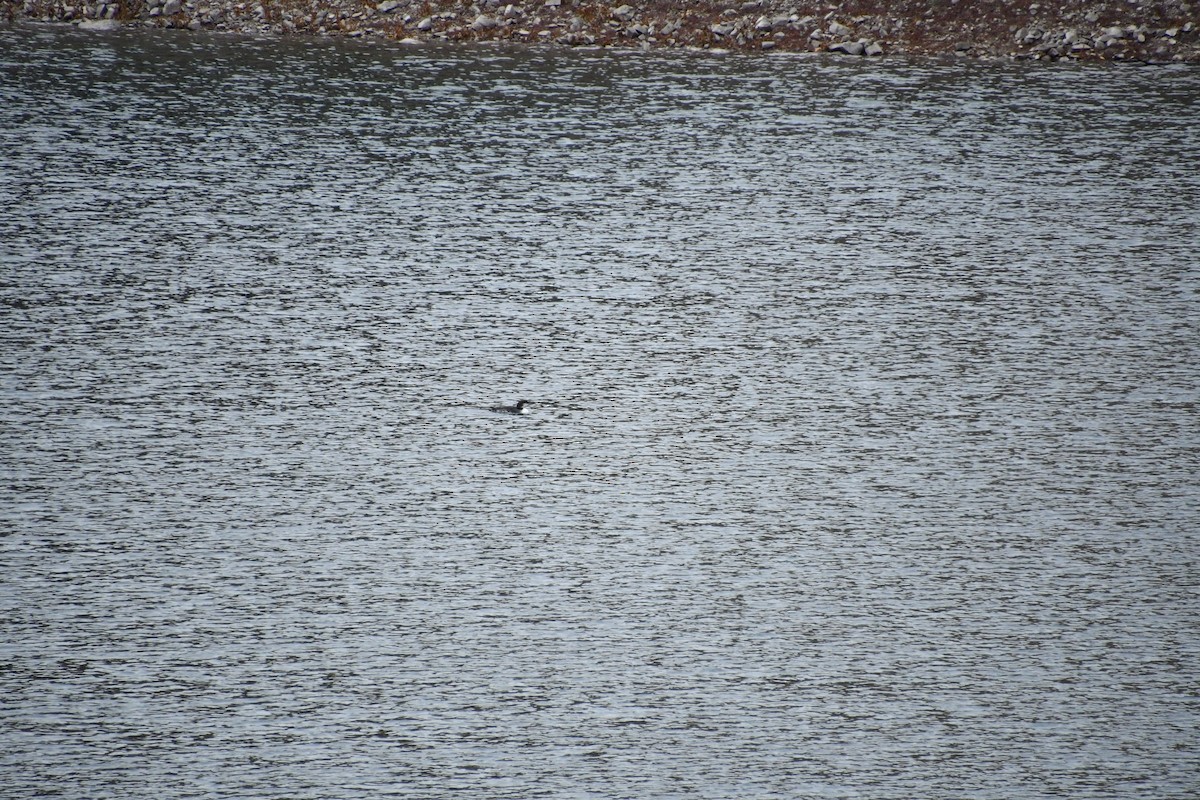 Common Loon - ML645363389