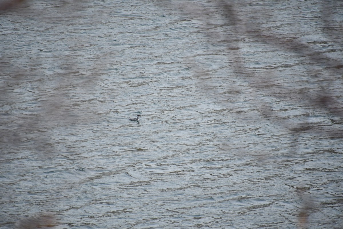 Horned Grebe - ML645363394