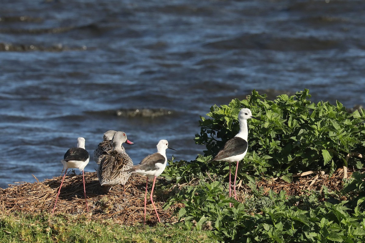 Black-winged Stilt - ML645363396