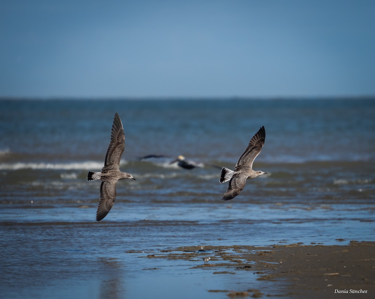Lesser Black-backed Gull - ML645363397