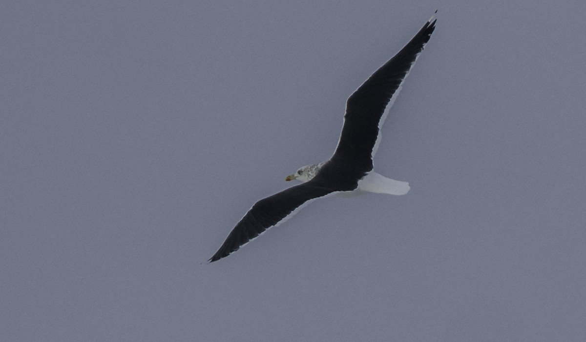 Lesser Black-backed Gull - ML645363400