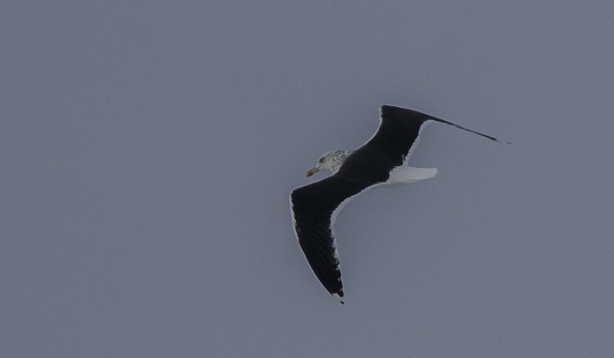 Lesser Black-backed Gull - ML645363402