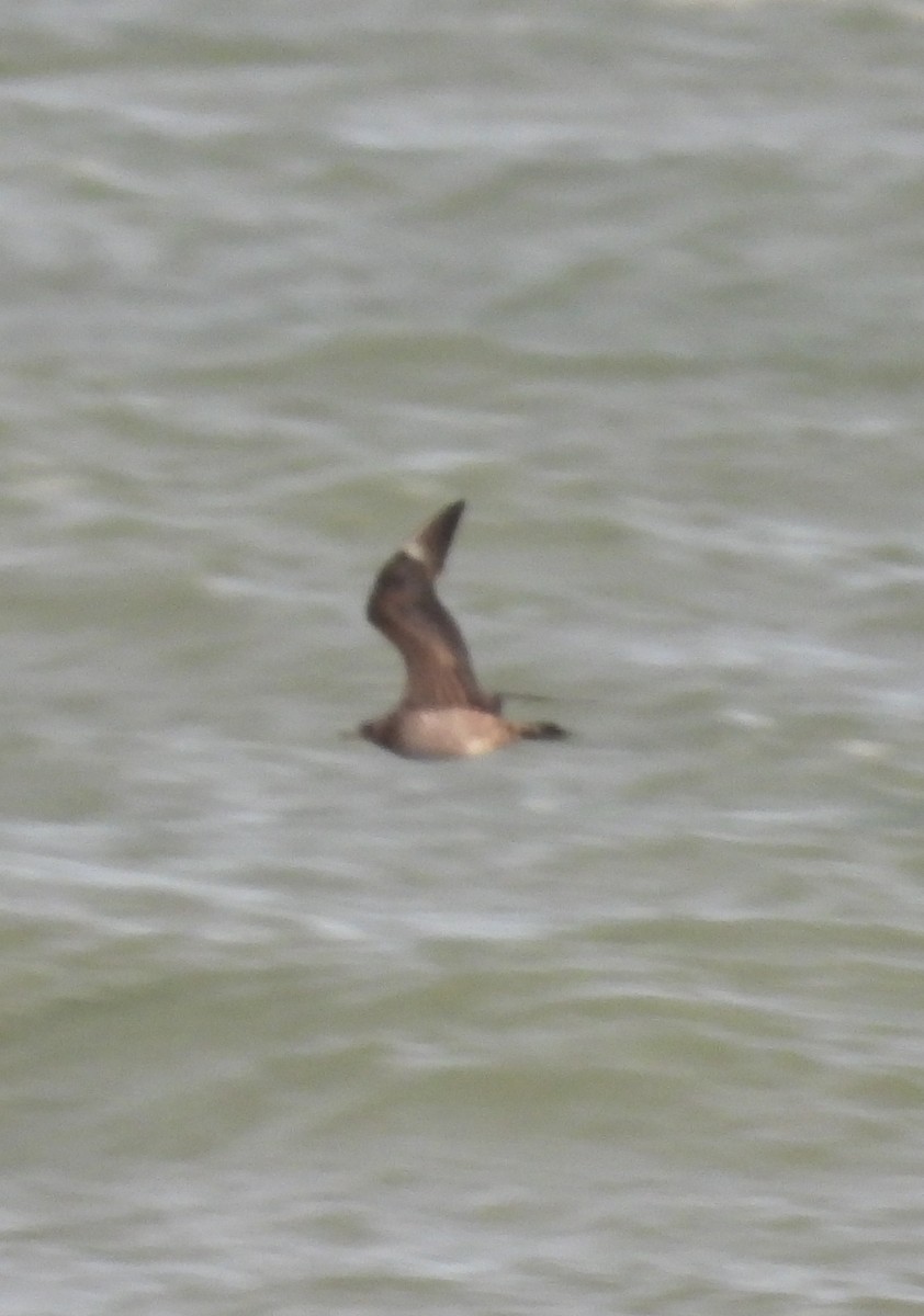 Korsanmartı - ML645363405