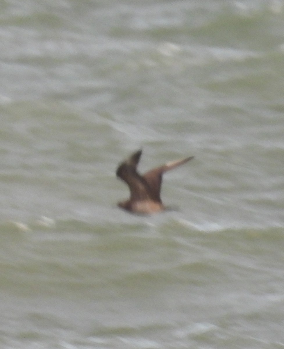 Korsanmartı - ML645363406