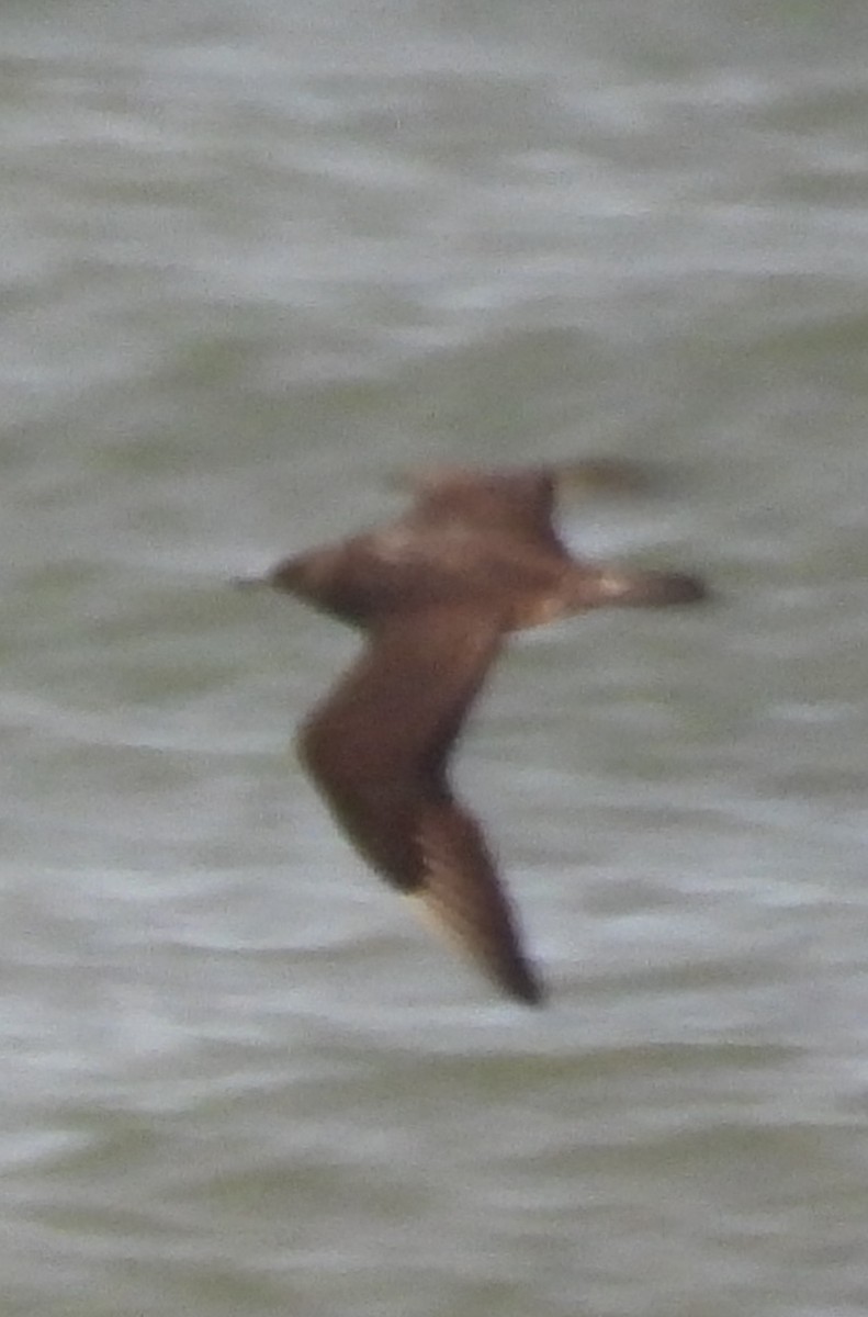 Korsanmartı - ML645363407