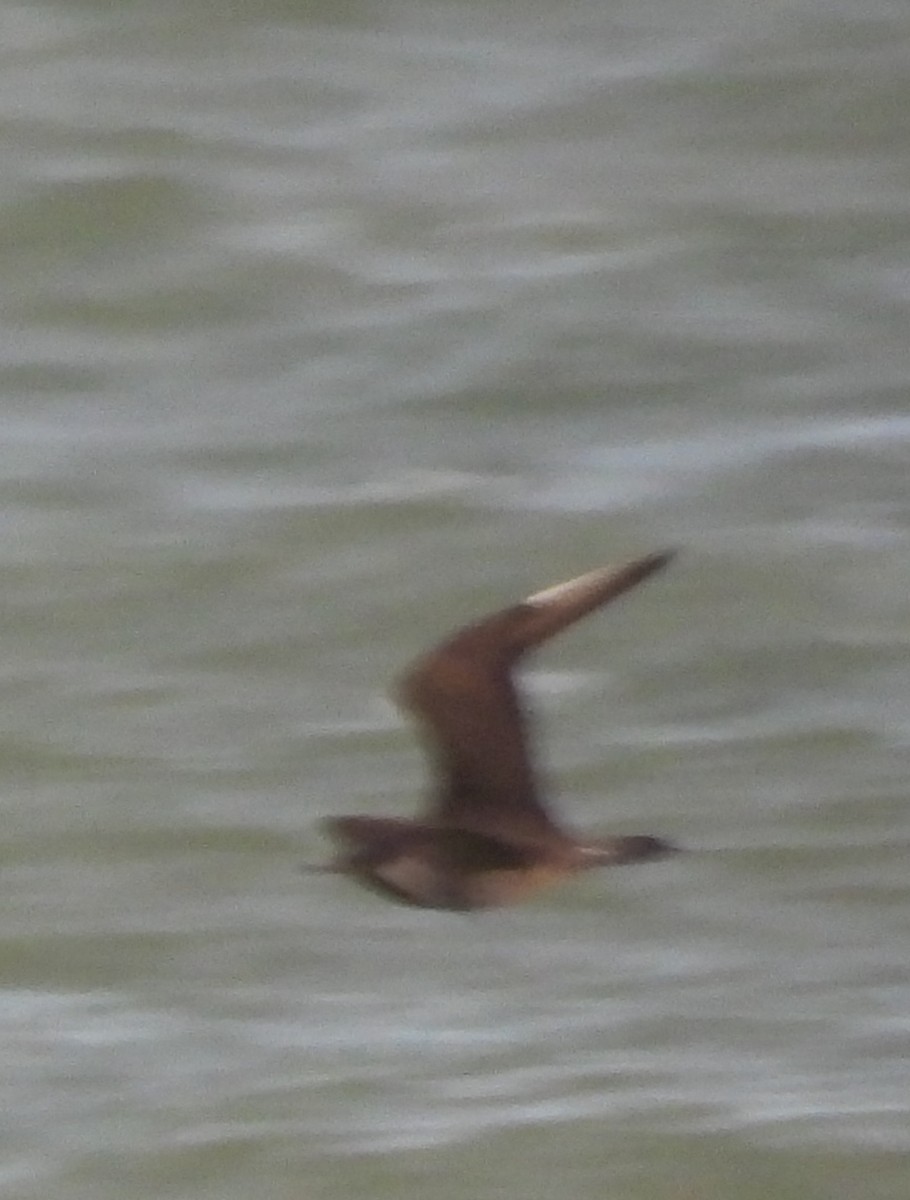 Korsanmartı - ML645363408