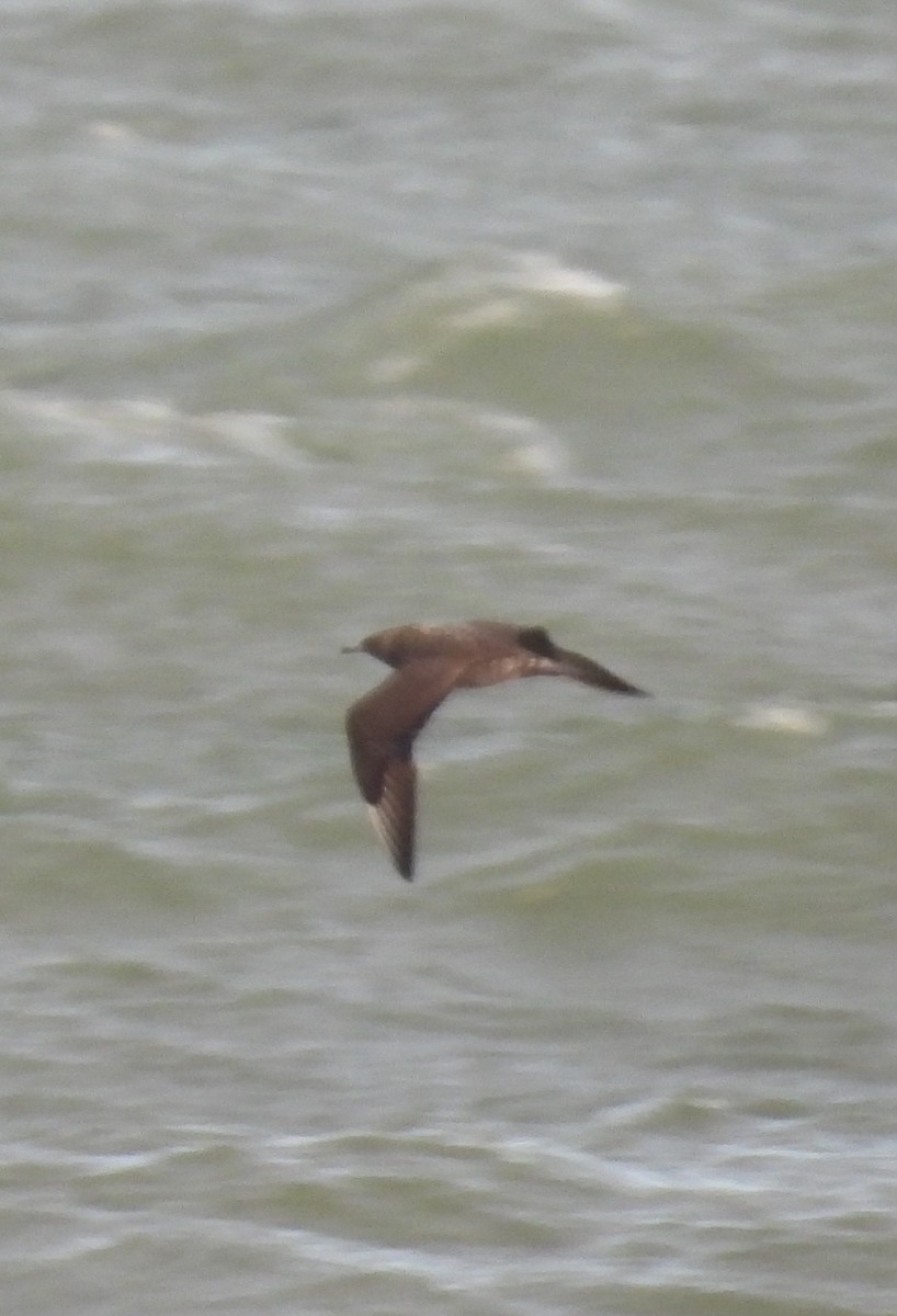 Korsanmartı - ML645363409