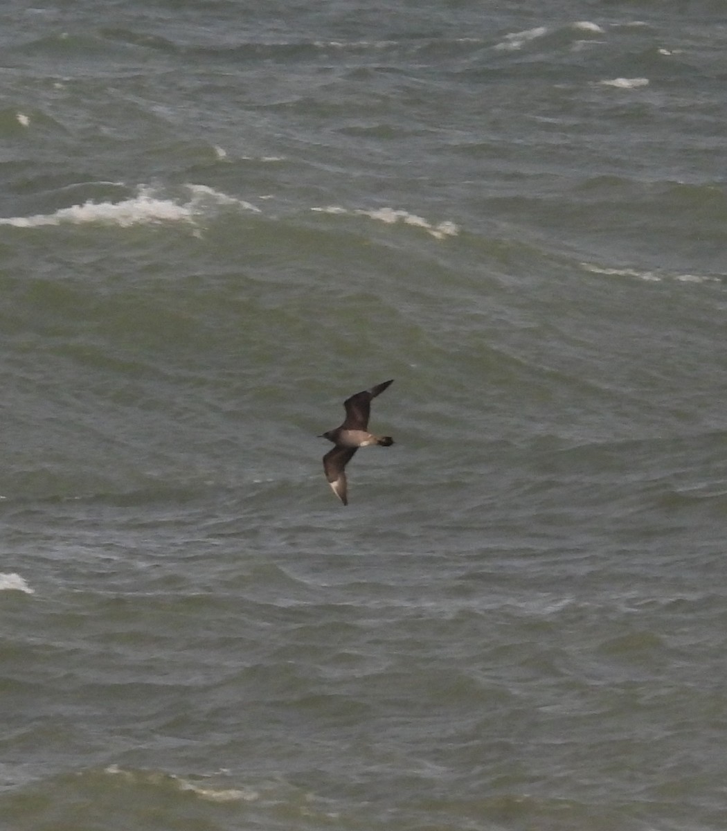 Korsanmartı - ML645363410