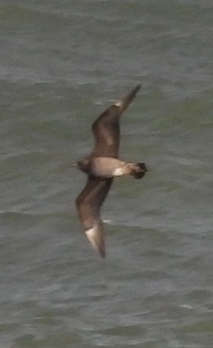 Korsanmartı - ML645363411