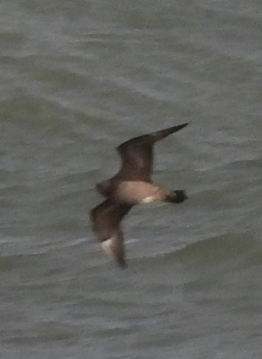 Korsanmartı - ML645363412