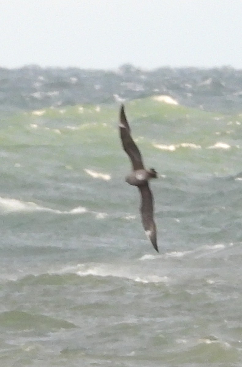 Korsanmartı - ML645363413