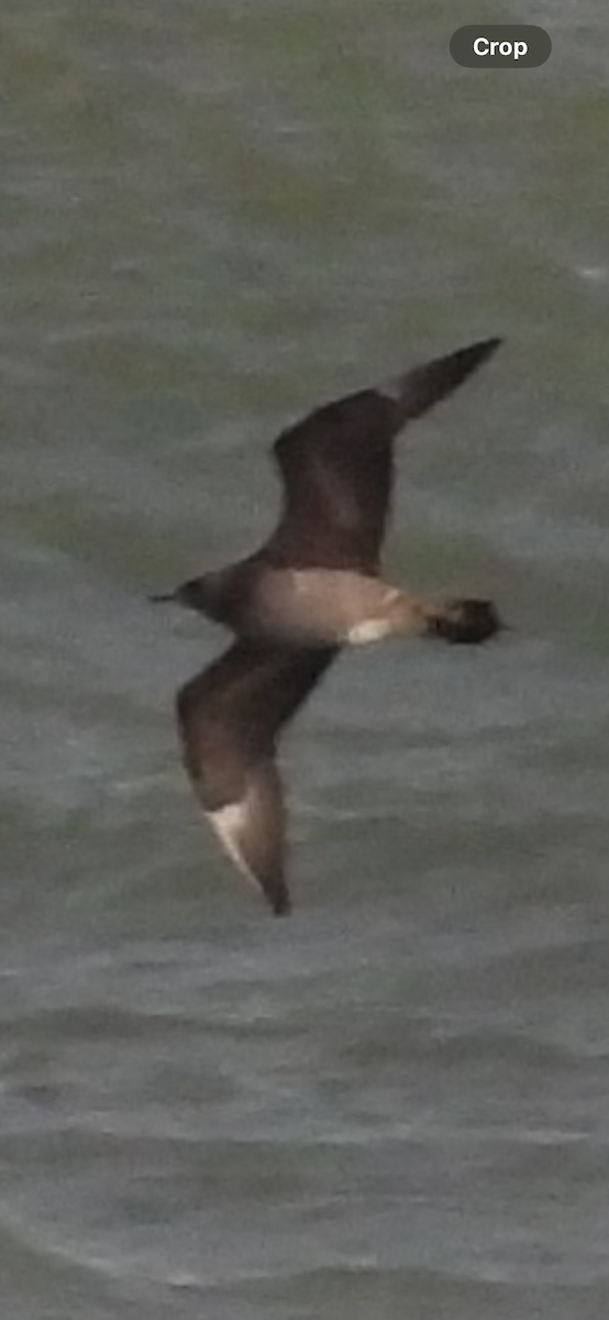 Korsanmartı - ML645363414