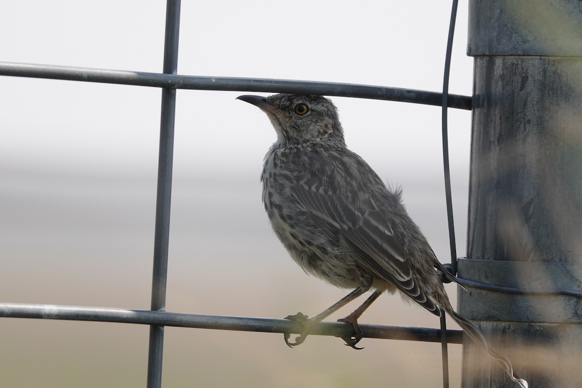 Sage Thrasher - ML645363416