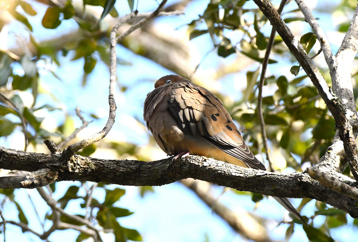 Mourning Dove - ML645363418