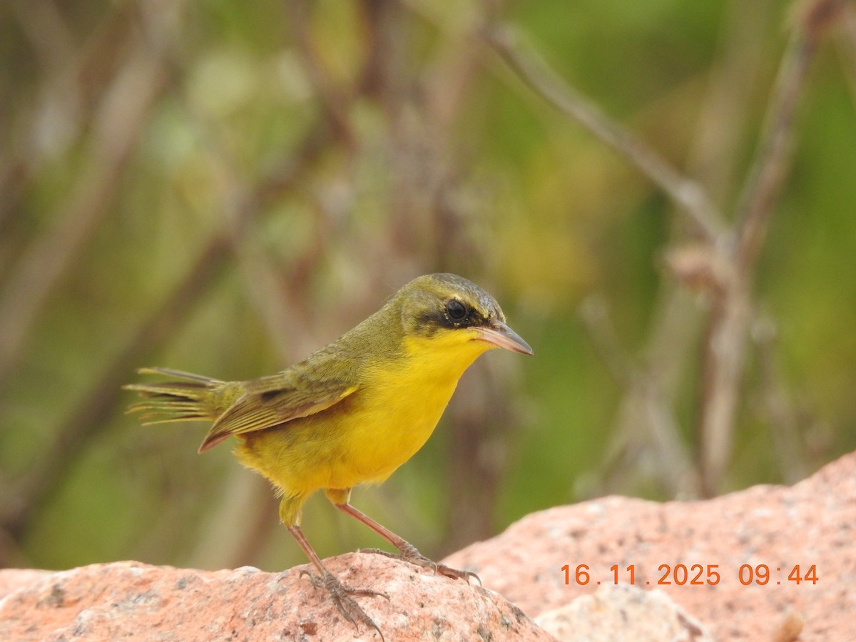 Paruline voilée - ML645363419